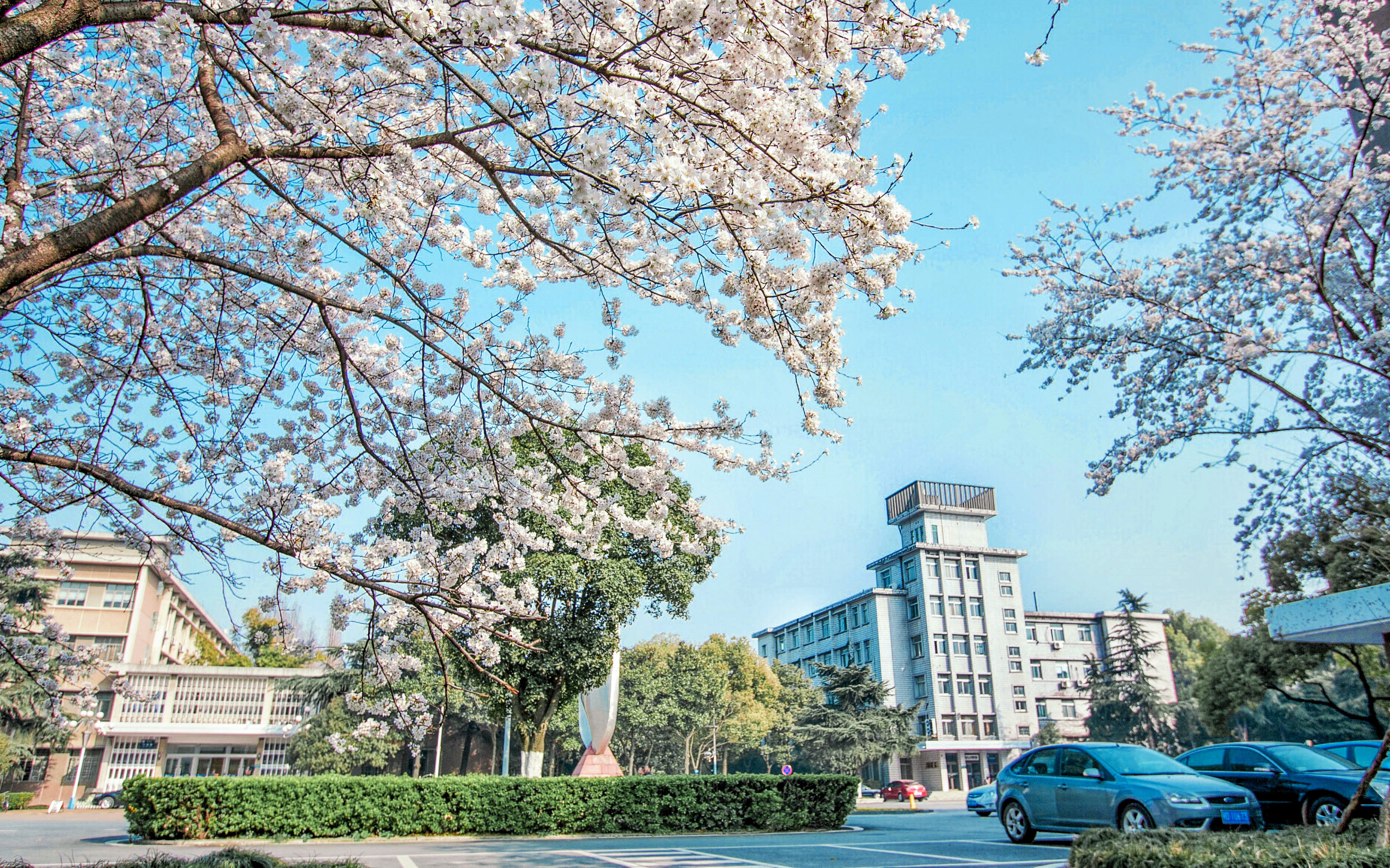 东校区校园樱花